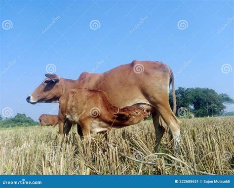 A Cow Feeding A Calf In A Rural Paddy Field Stock Image Image Of Feeding Cows 222688651