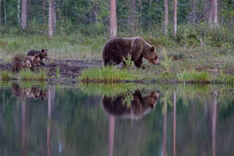 12 Awesome Images Of The Brown Bears Of Finland News Natureslens