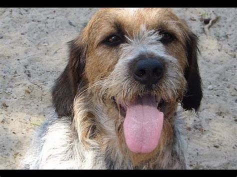 Diese hunde sind in der. Tierheim Soest: Hund Verdi sucht ein neues Zuhause - YouTube
