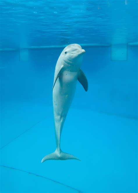 National Aquarium Offers New Dolphin Experience The Washington Post