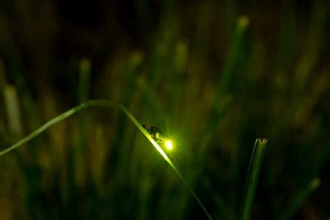 How To Photograph Fireflies 6 Tips And Tricks Optics Mag
