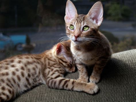 7 Large Domestic Cat Breeds That Make For Affectionate