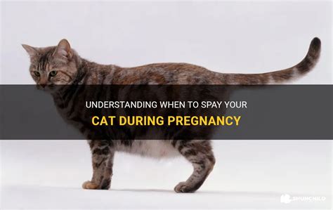 Understanding When To Spay Your Cat During Pregnancy Shunchild
