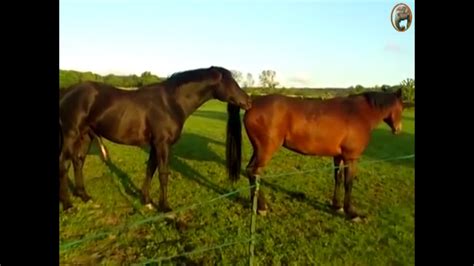 Horses Mating تزاوج الأحصنة Youtube