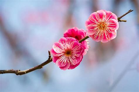 Plum Blossom The National Flower Of China National Flowers By Country