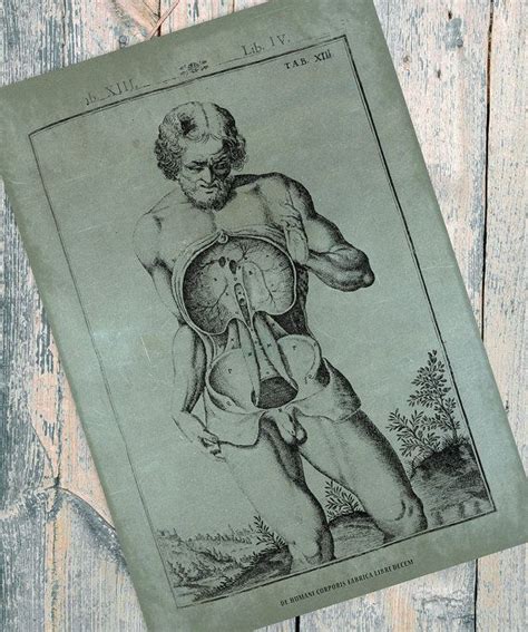 Vintage Medical Illustration Giclee Anatomy Print On Cotton Etsy