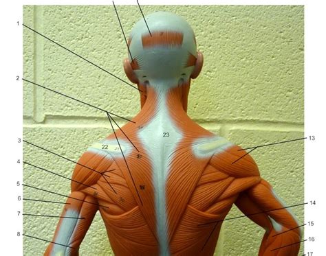The human skeletal muscles are attached to human bones via tendons. Total Muscles In The Human Body? - Muscle Premium - MacGenius - Bbc science > human body & mind ...