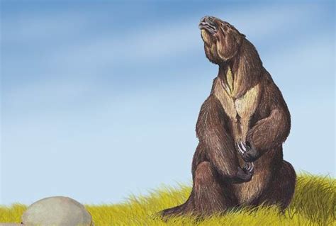 How big were the giant ground sloths? |The Sloth Conservation Foundation
