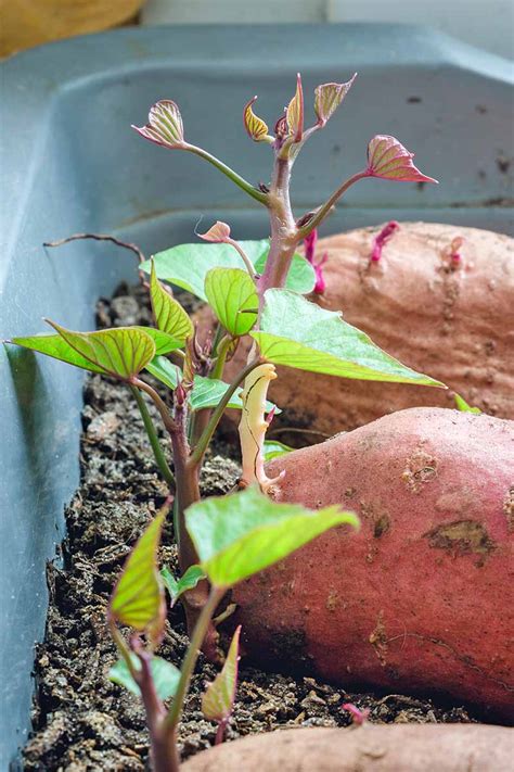 How To Grow Sweet Potatoes At Home Gardeners Path