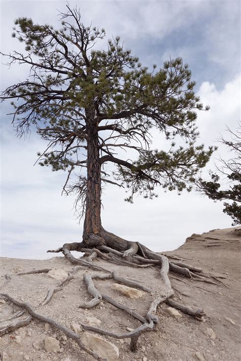 Life On The Edge Tree Roots Help The Pine Cling To Life