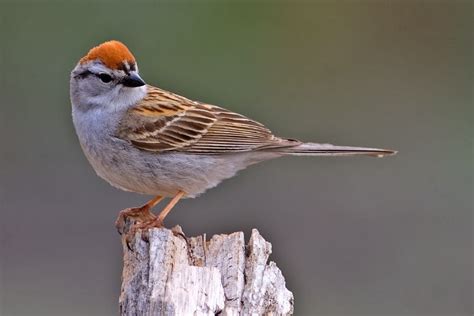 World Beautiful Birds Chipping Sparrow Birds Interesting Facts And Latest