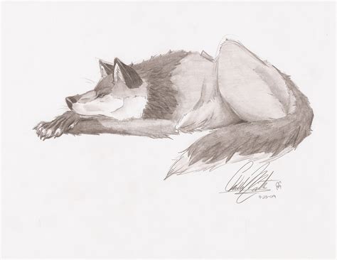 Wolf Lying Down Drawing