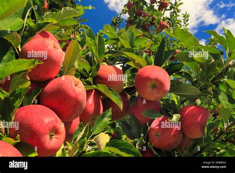Dickie Brothers Apple Orchard at Massies Mill, Nelson County, Virginia