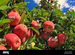 %f0%9f%8d%8e%f0%9f%8d%8e%f0%9f%8d%8e%f0%9f%8d%8e%f0%9f%8d%8e%f0%9f%8d%8e%f0%9f%8d%8e Dickey Brothers Orchard Autumns Edible Masterpiece