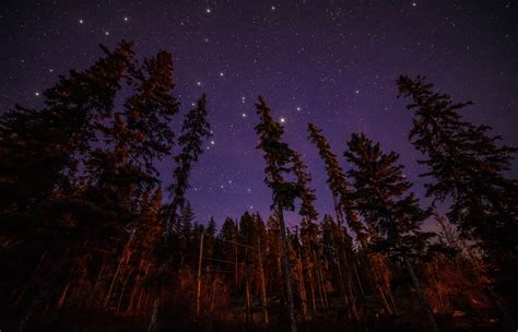 Looking Up Trees Forest Pine Trees Stars Skyscape Starry Night