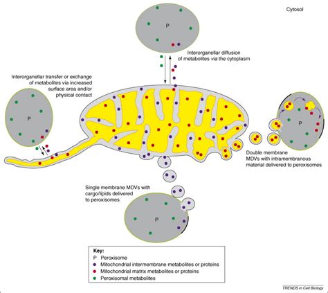 We did not find results for: Special delivery from mitochondria to peroxisomes: Trends ...