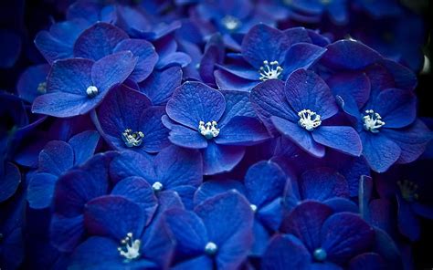 Blue Hortensia Flowers Graphy Hd Wallpaper Peakpx