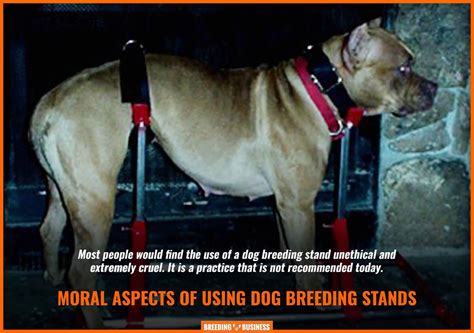 Dog Breeding Stands Definition Benefits Risks And Faqs