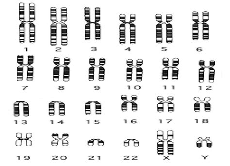 Types Of Chromosomes