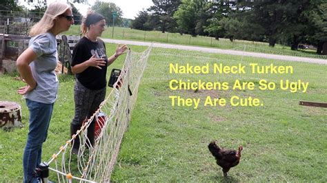 Why Naked Neck Turken Chickens YouTube