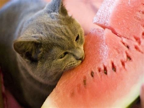 20 Cats Eating Human Food Watermelon Cat Cats Funny Cats
