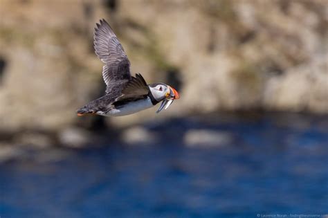The Scottish Seabird Centre In North Berwick Seeing Puffins And More Finding The Universe