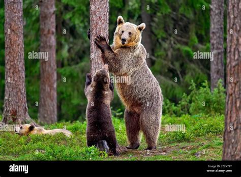 Mother Bear Teaches Cubs By Example And Cubs Follow Stock Photo Alamy