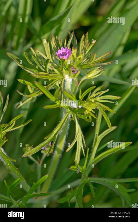 Cut Leaved Geranium Geranium Dissectum Small Pink Flowers And Deeply