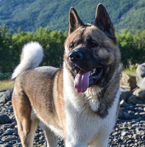 Helen keller is credited with bringing the first akitas to america after. Akita Inu: An Ancient Breed From the Land of the Rising ...