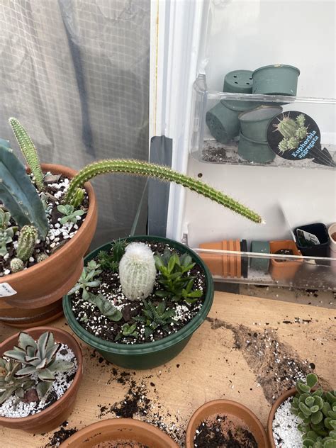 What Is This Long Cactus And Is It Normal To Be This Droopy Cactus
