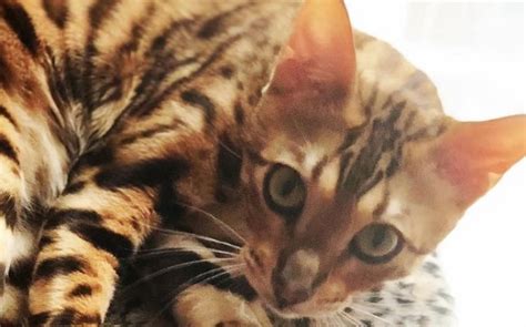 14 Things You Didnt Know About Bengal Cats Page 3 Of 3 Petpress