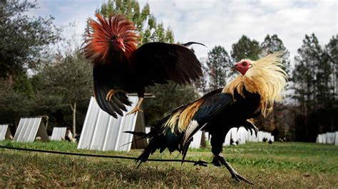 exclusive cockfighting under fire breeders vow resistance the state