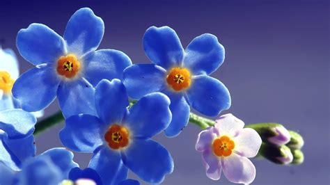 Forget Me Nots Hd Wallpapers Backgrounds