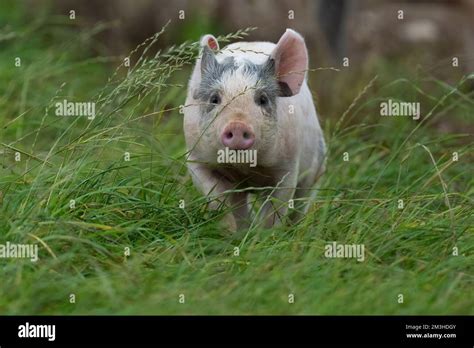 Piglet Sus Scrofa Domesticus Stock Photo Alamy