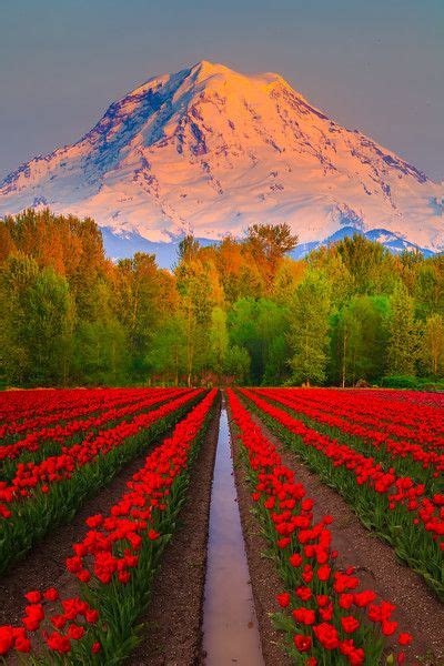 Red Tulip Fields Converge On Mount Rainier Sumner Wa By Kevin Mcneal