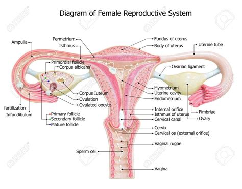 Image Of Female Reproductive System Diagram Image Of Female