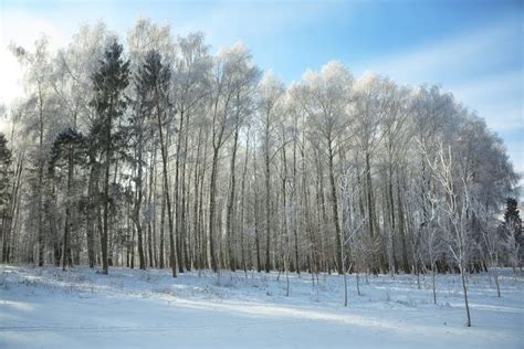 Beautiful Winter Sunset With Birch Trees In The Snow Stock Photo