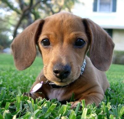 Dachshund puppy is chocolate & tan with minimum piebald markings & green eyes. Sasha (Mini Dachshund) | ThriftyFun