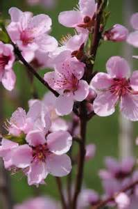 Peach Blossoms Pink Spring Flowers Peach Blossom Tree Peach Blossom