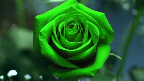 2560x1440 dark green tumblr backgrounds darkgreen desktop wallpaper. Green Rose Wallpapers, Pictures, Images