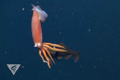 Untangling The Mysteries Of Deep Sea Food Webs Stories Monterey Bay