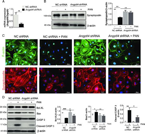 Angptl4 Downregulation Protects Against Pan Induced Podocyte Injury And