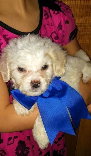Cavapoo puppies for adoption az. Cockapoo Puppy for Sale - Adoption, Rescue for Sale in ...