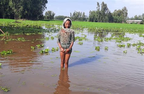 There are some agents that involved in the. Devastating effect of floods on rice production and ...