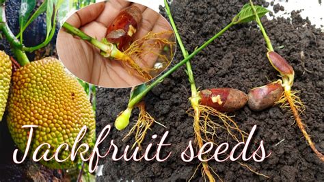 How To Grow Jackfruit Tree From Seeds Jackfruit Seeds Germination 100