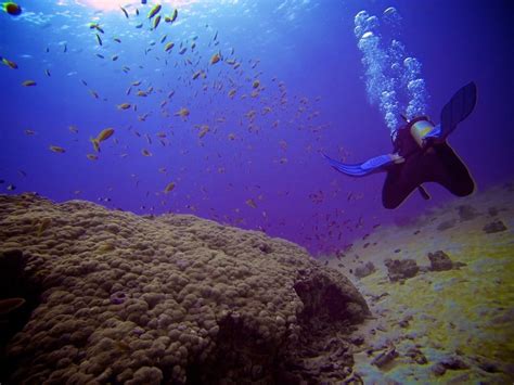 Scuba Diving The Red Sea In Photos Halfway Anywhere