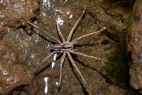 Male Nursery Web Spiders May Be Adding Chemicals To Silk To Make