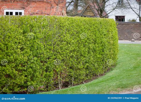 Garden Hedge Wild Privet Outside Victorian House Uk Stock Image