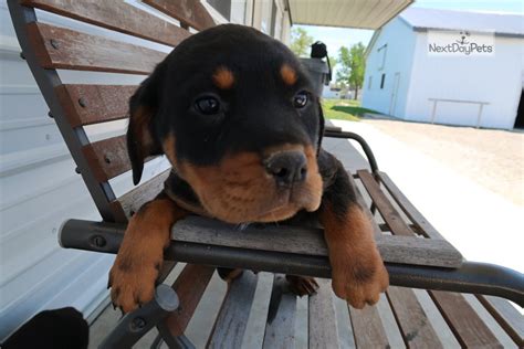 Looking for free rottweiler puppies? Rotttwo: Rottweiler puppy for sale near Kalamazoo, Michigan. | cfda6992-82f1
