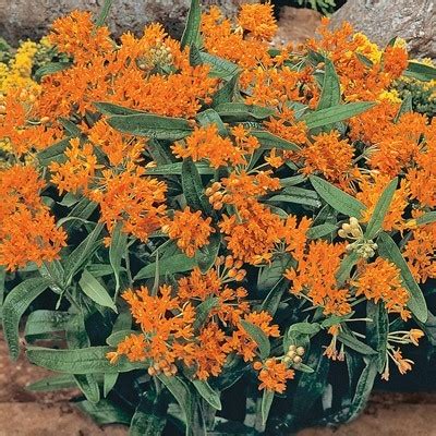 Popular with both spring and fall blooms, this color is sure to bring a smile to your face all year round. Orange Glory Butterfly Plant - Direct Gardening